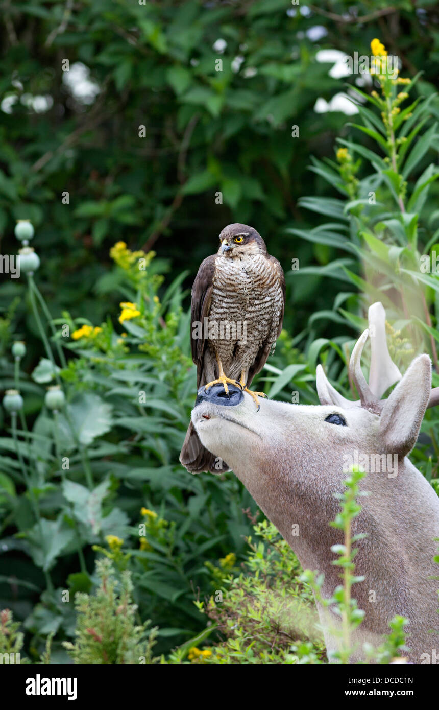 Sparrowhawk Accipiter Nisus in Garten Umgebung thront auf einem ornamentalen Hirsche Nase England UK Stockfoto