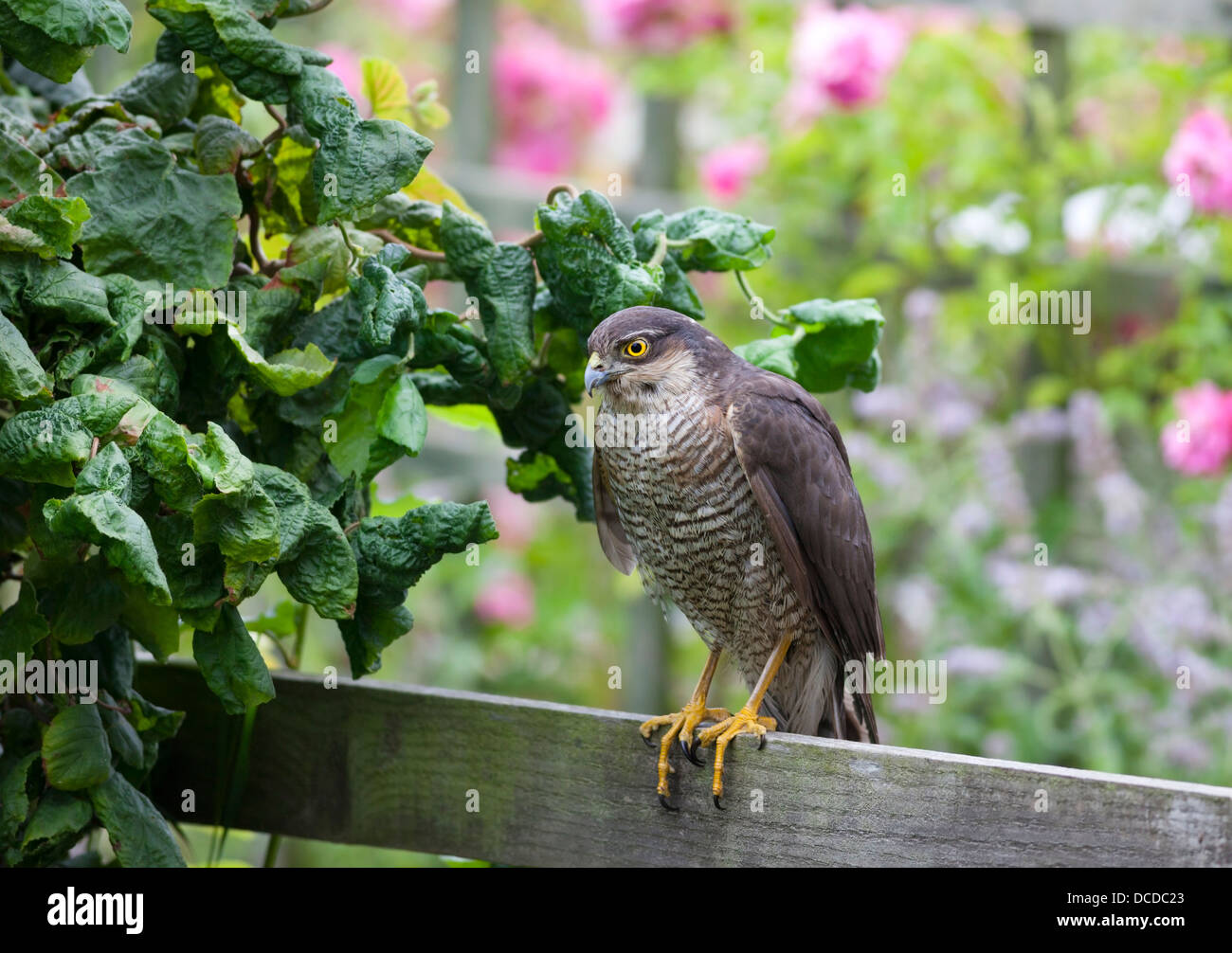 Sparrowhawk Accipiter Nisus im Garten Umwelt England UK Stockfoto