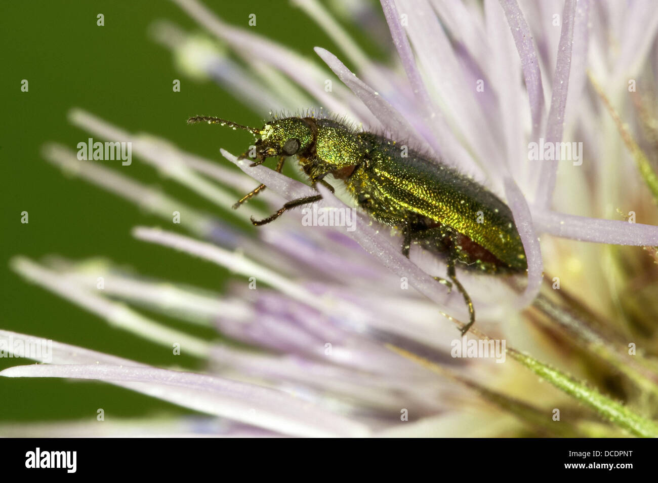 Spanische fliege -Fotos und -Bildmaterial in hoher Auflösung – Alamy