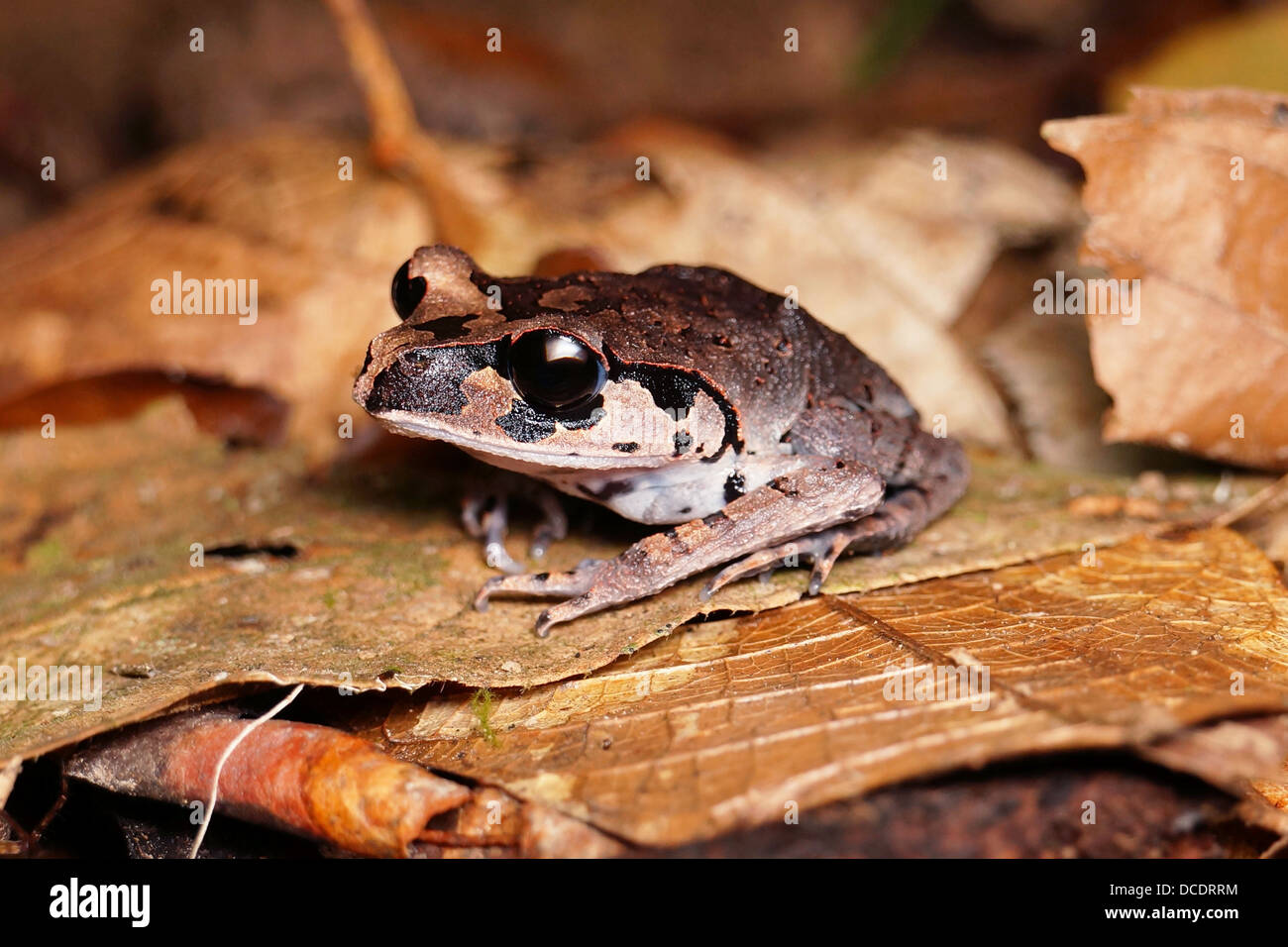 Leptobrachium Abbotti Tiefland Wurf Frosch Borneo Stockfoto