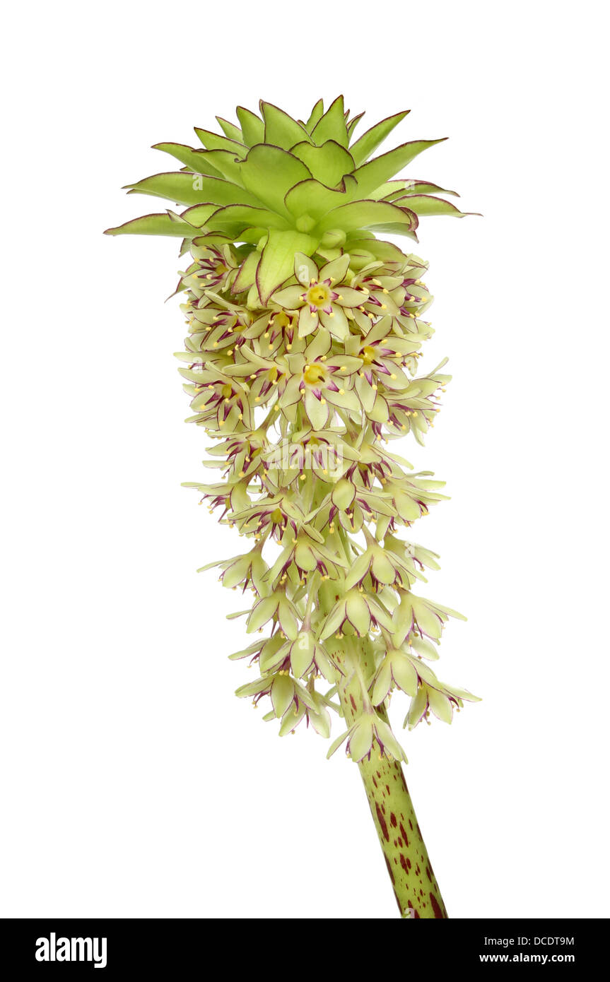 Nahaufnahme einer Ananas-Lilly, Eucomis bicolor, Blumen und isoliert gegen weiße Hochblätter Stockfoto