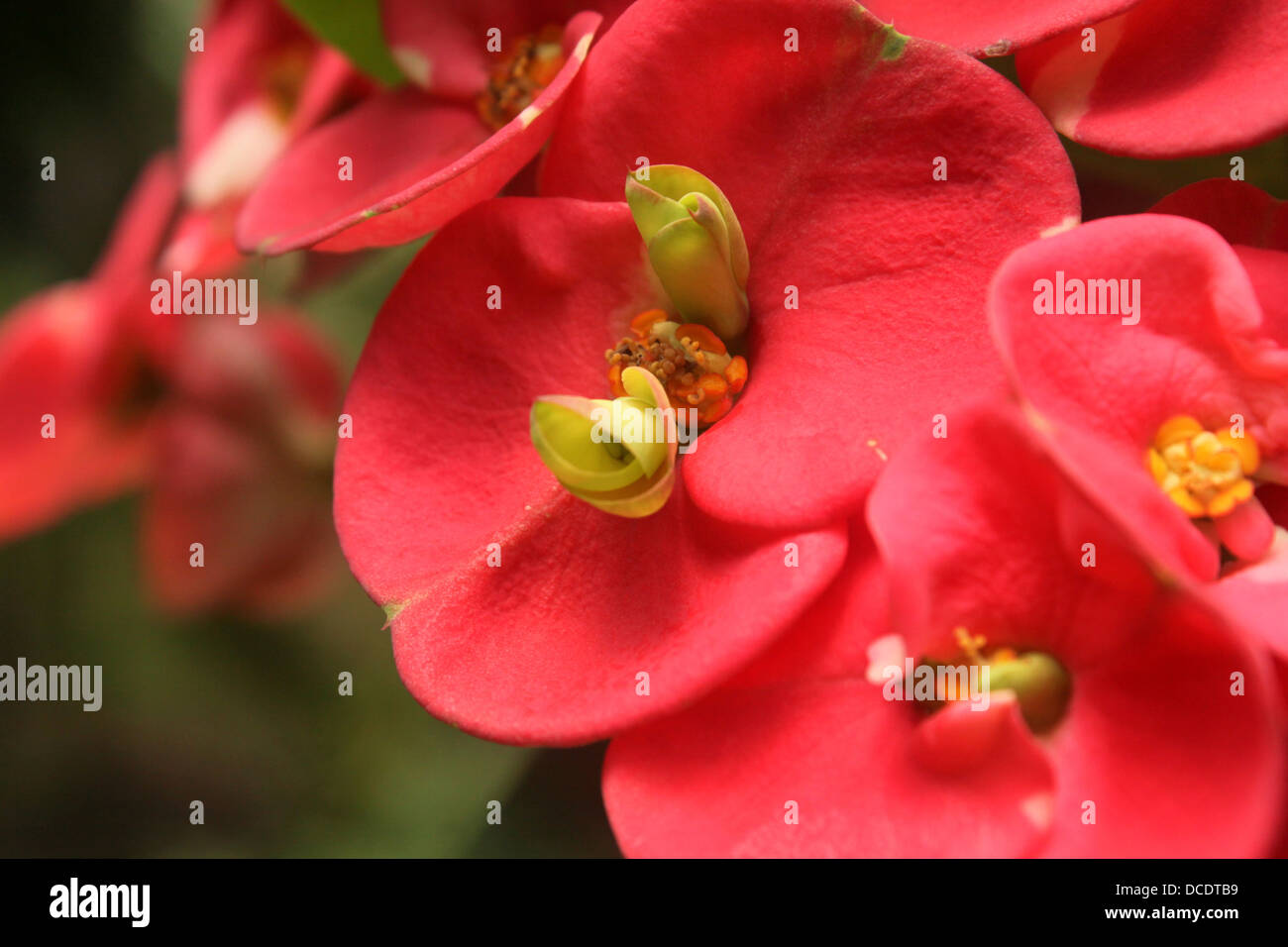 Blumen rot Euphorbia Milii hautnah Stockfoto