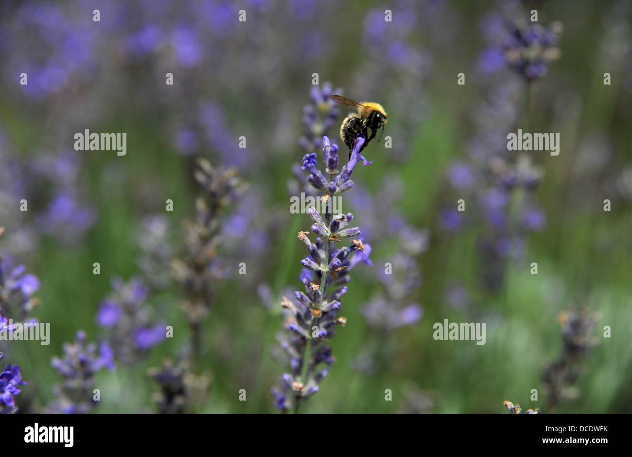 Biene auf französischen Lavendel wächst im Bereich viel Region oder Abteilung des South West Midi - Pyrenäen in Frankreich Europa Stockfoto