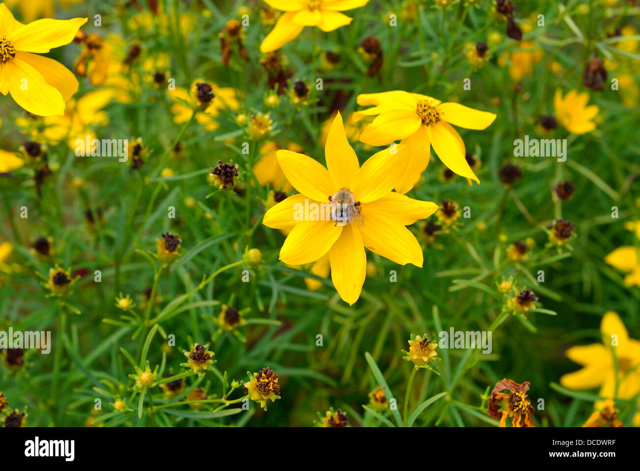 Honigbienen sammeln Pollen Nektar von Blumen in einem Garten Stockfoto