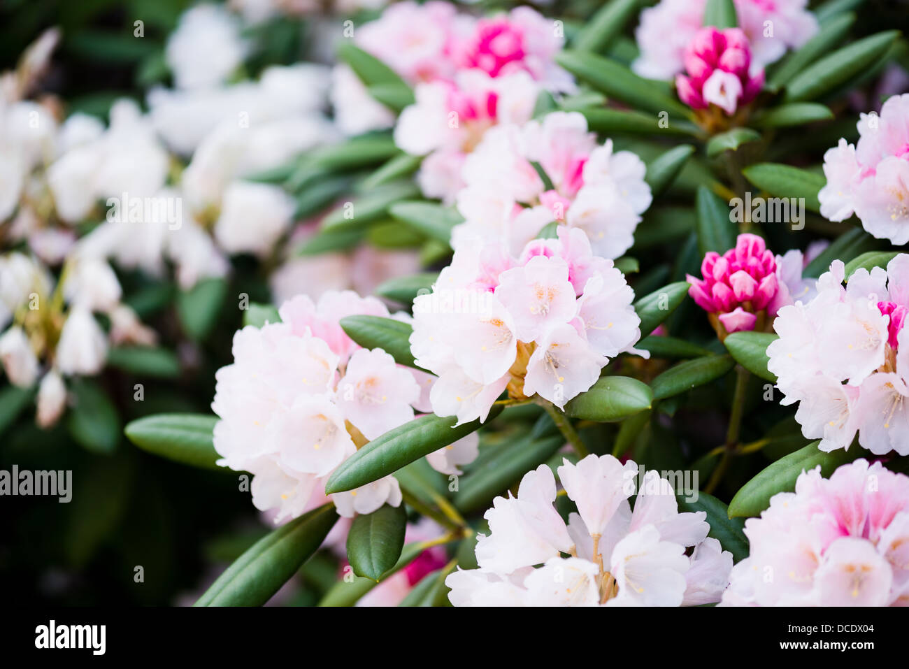 schöne hellrosa Blüten Stockfoto