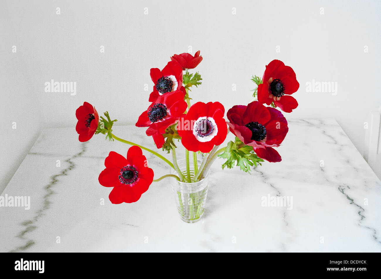eine Reihe von roten Mohnblumen in einer Glasvase Stockfoto