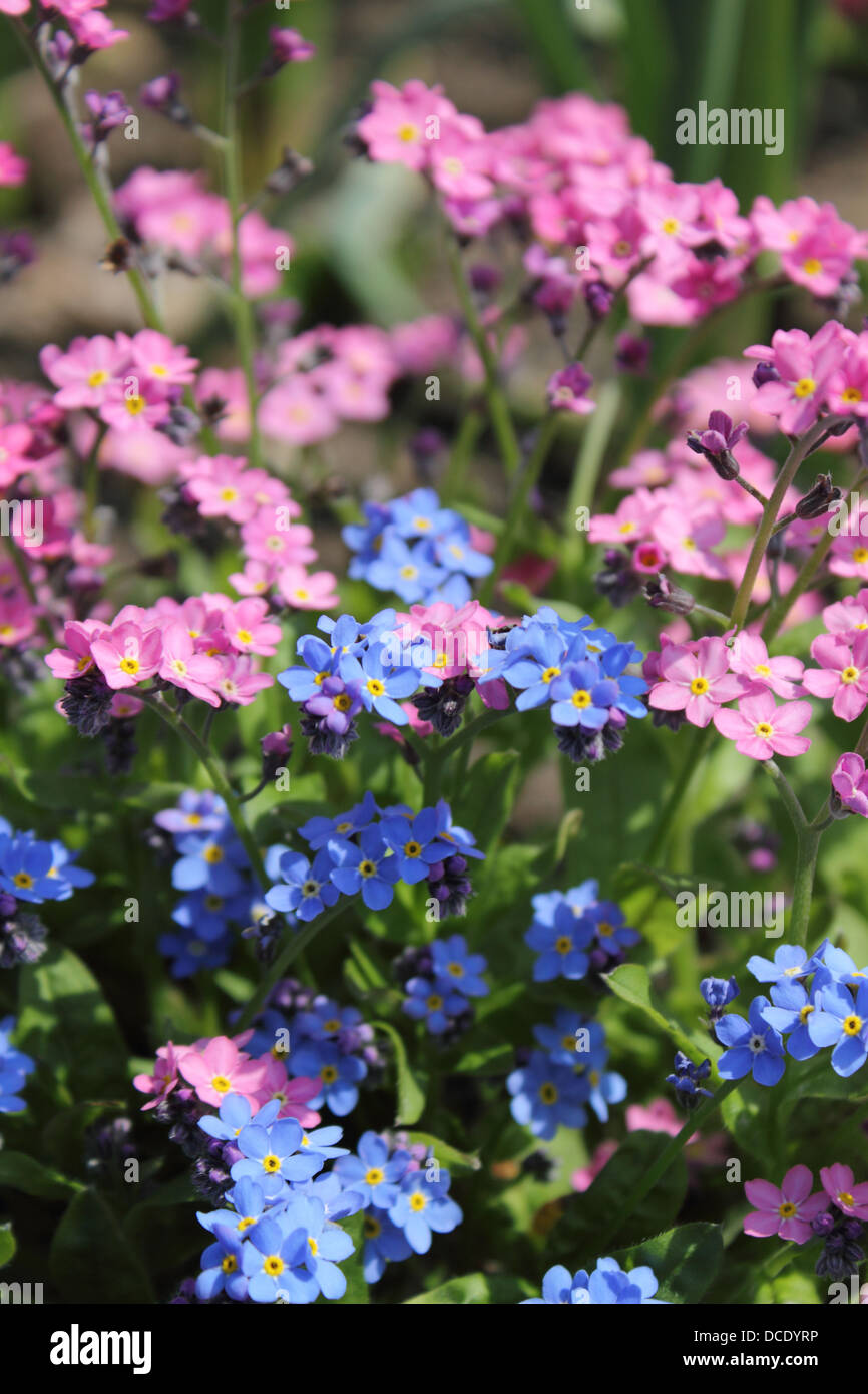 Blau und rosa Vergissmeinnicht (Myosotis) wächst in Surrey UK Stockfoto