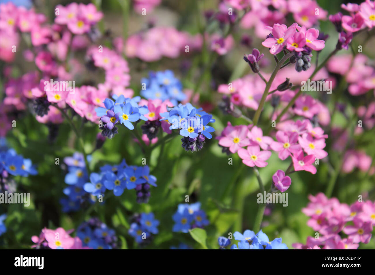 Blau und rosa Vergissmeinnicht (Myosotis) wächst in Surrey UK Stockfoto