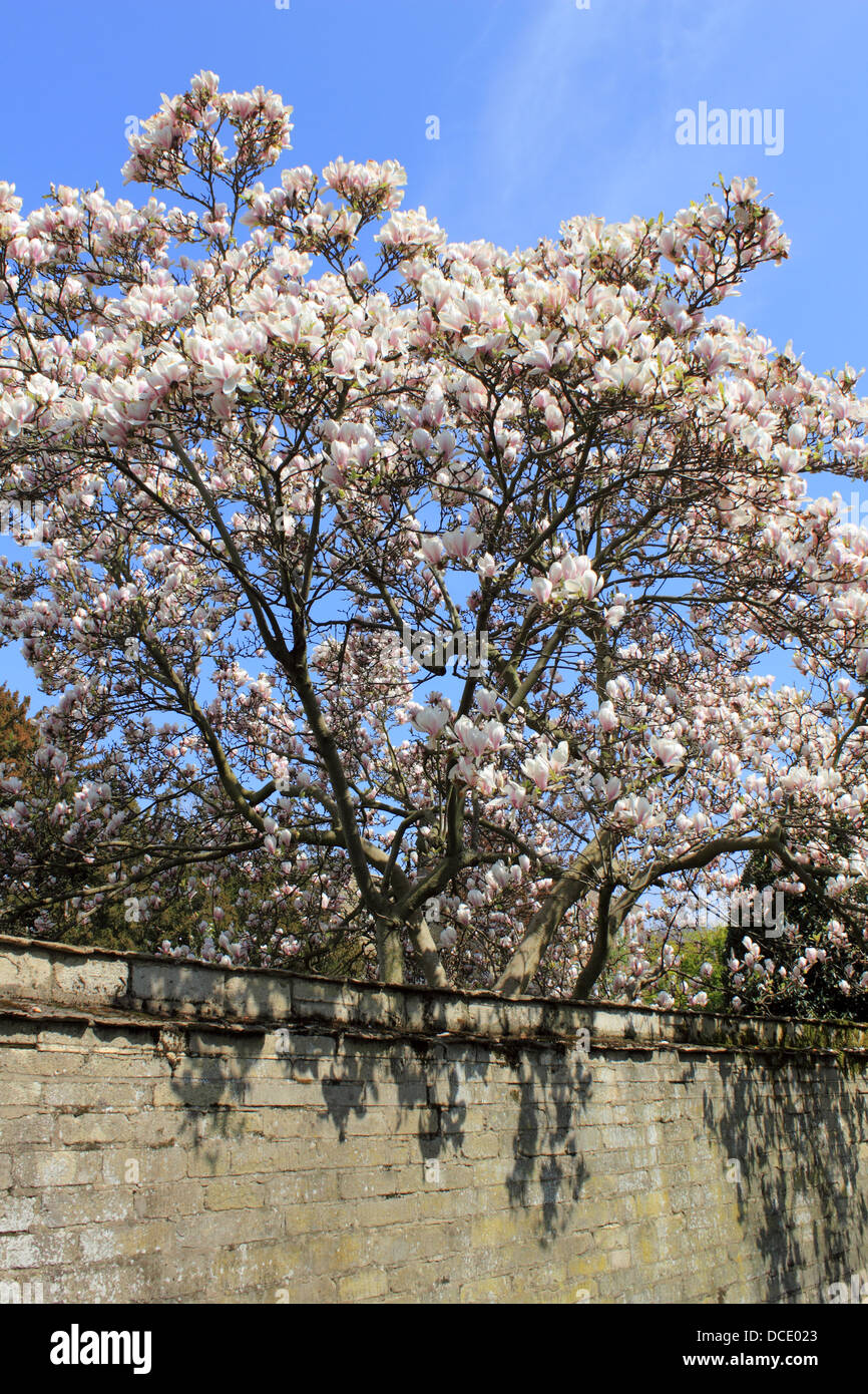 Magnolienbaum hinter der Mauer. Surrey England UK. Stockfoto