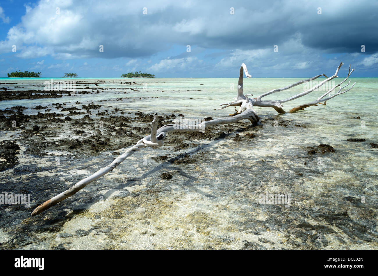 Totholz am Riff in der flachen Lagune des tropischen Atoll Rangiroa, eine der Inseln von Tahiti Französisch-Polynesien. Stockfoto