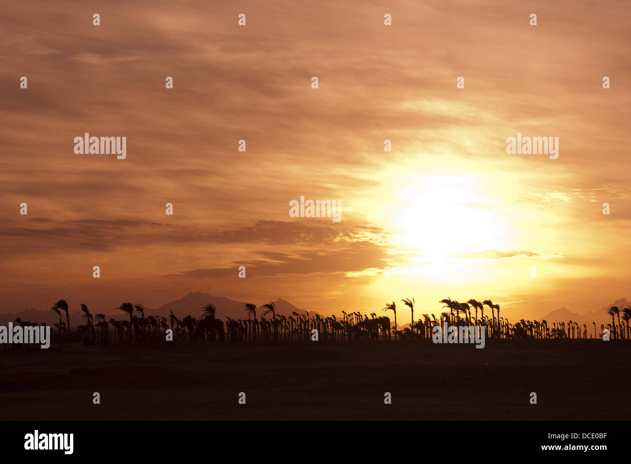 Sonnenuntergang in der Wüste - Palm-Silhouetten Stockfoto Sonnenuntergang in der Wüste - Palm-Silhouetten Stockfoto