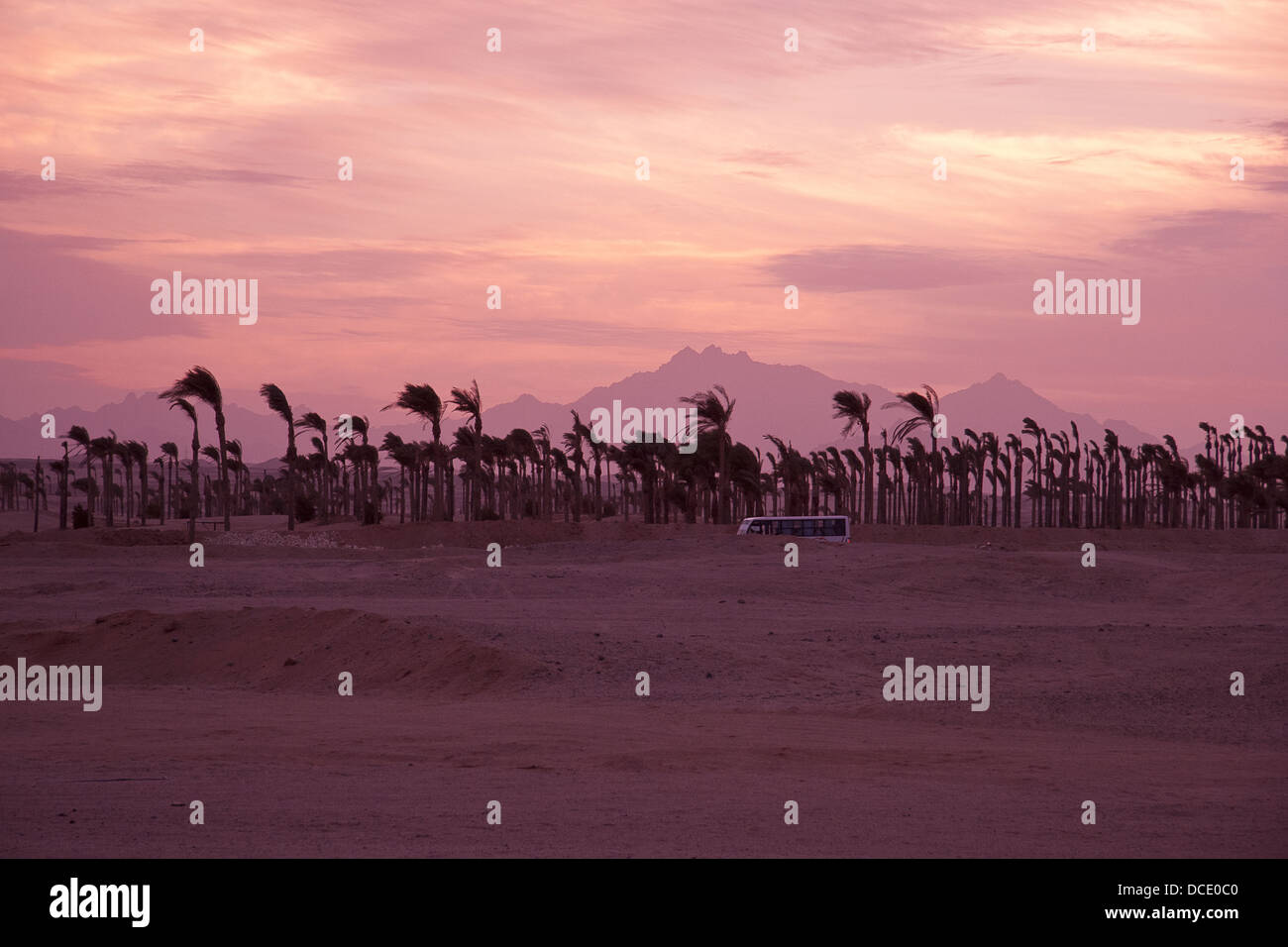 Sonnenuntergang in der Wüste - Palm-Silhouetten Stockfoto Sonnenuntergang in der Wüste - Palm-Silhouetten Stockfoto