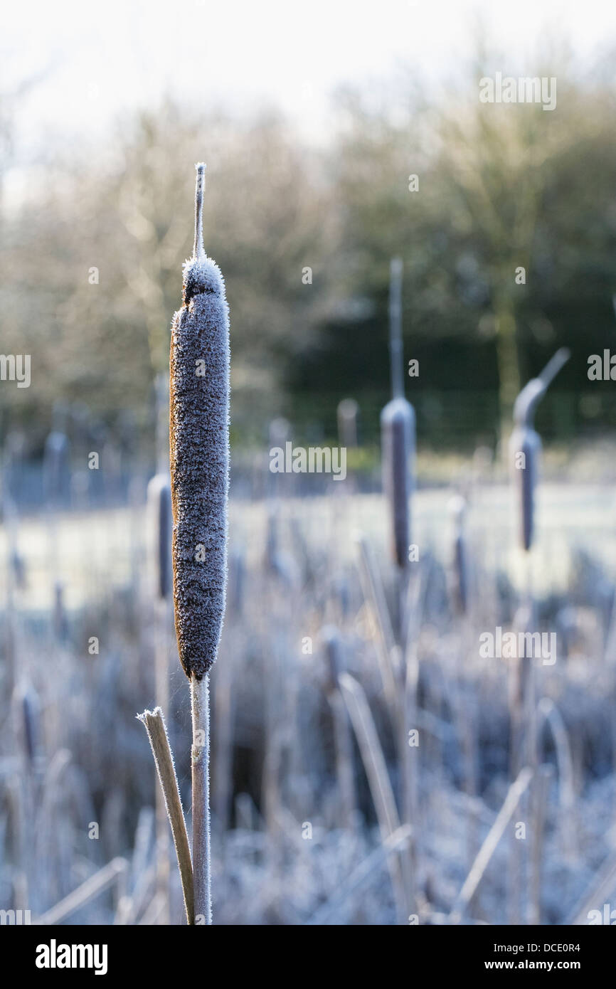 Typha Latifolia. Frost bedeckt Binsen. Stockfoto