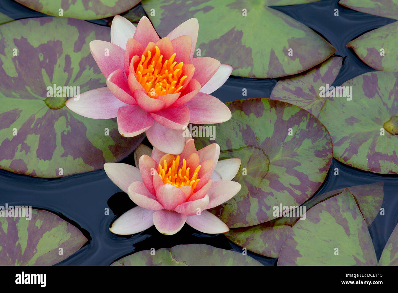 Zwei rosa und gelben Seerosen Nahaufnahme Nymphea Stockfoto