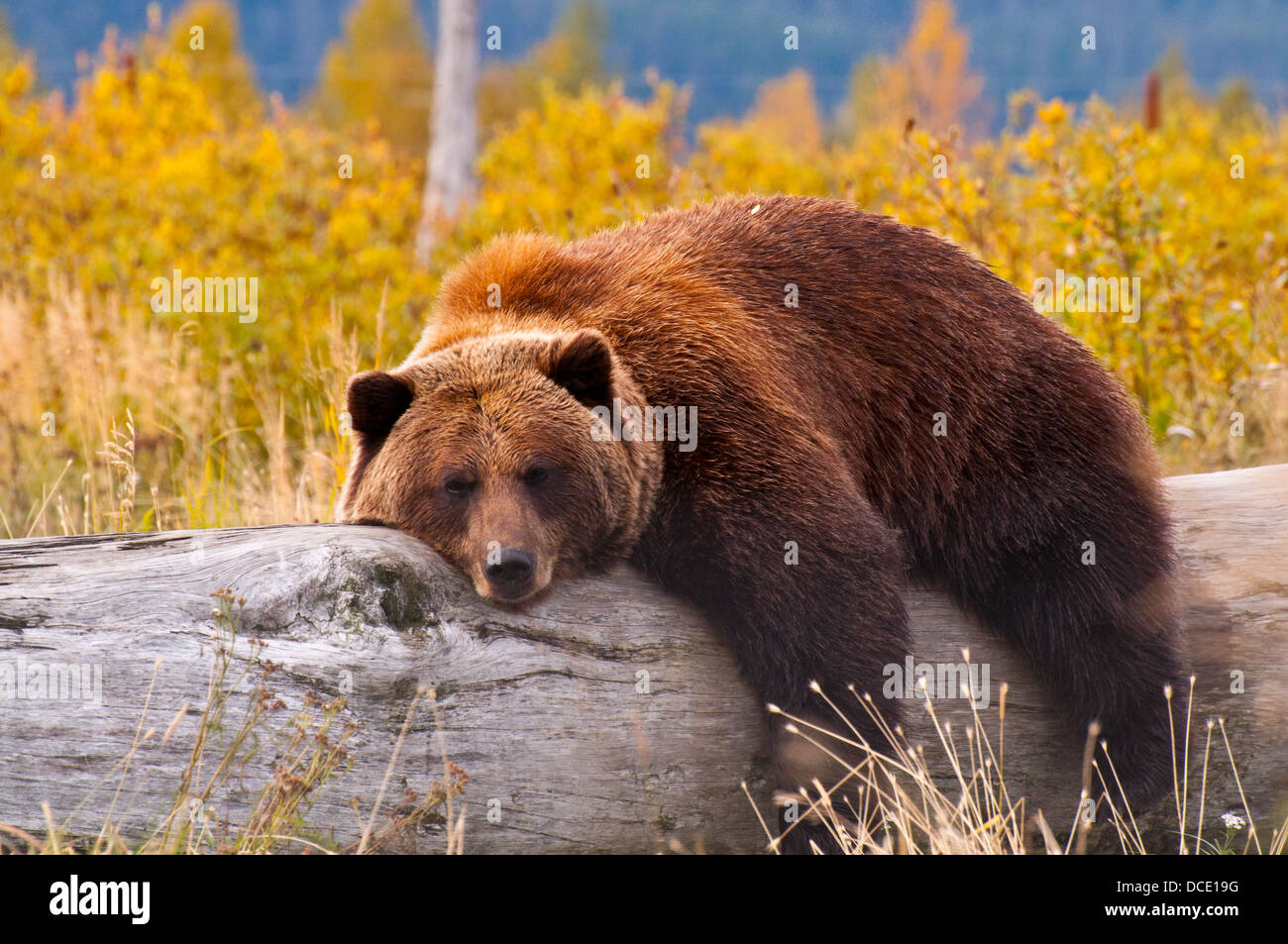 Ein Grizzlybär eine Pause Stockfoto