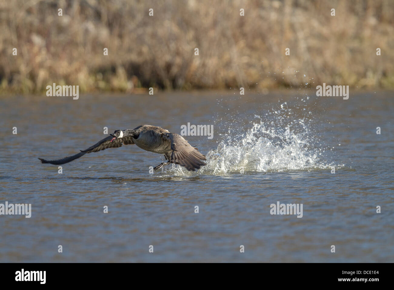 Kanadagans (Branta Canadensis) aggressiv aufladen und territoriale Verhalten zeigen. Johnsons Insel, Alberta, Kanada Stockfoto