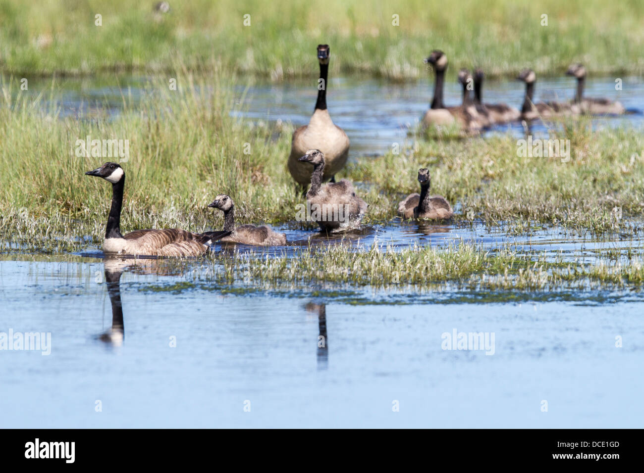 Kanadagans (Branta Canadensis) bunten Foto Pf Eltern führen die jungen zum Wasser. Sadlers Slough Alberta Kanada Stockfoto