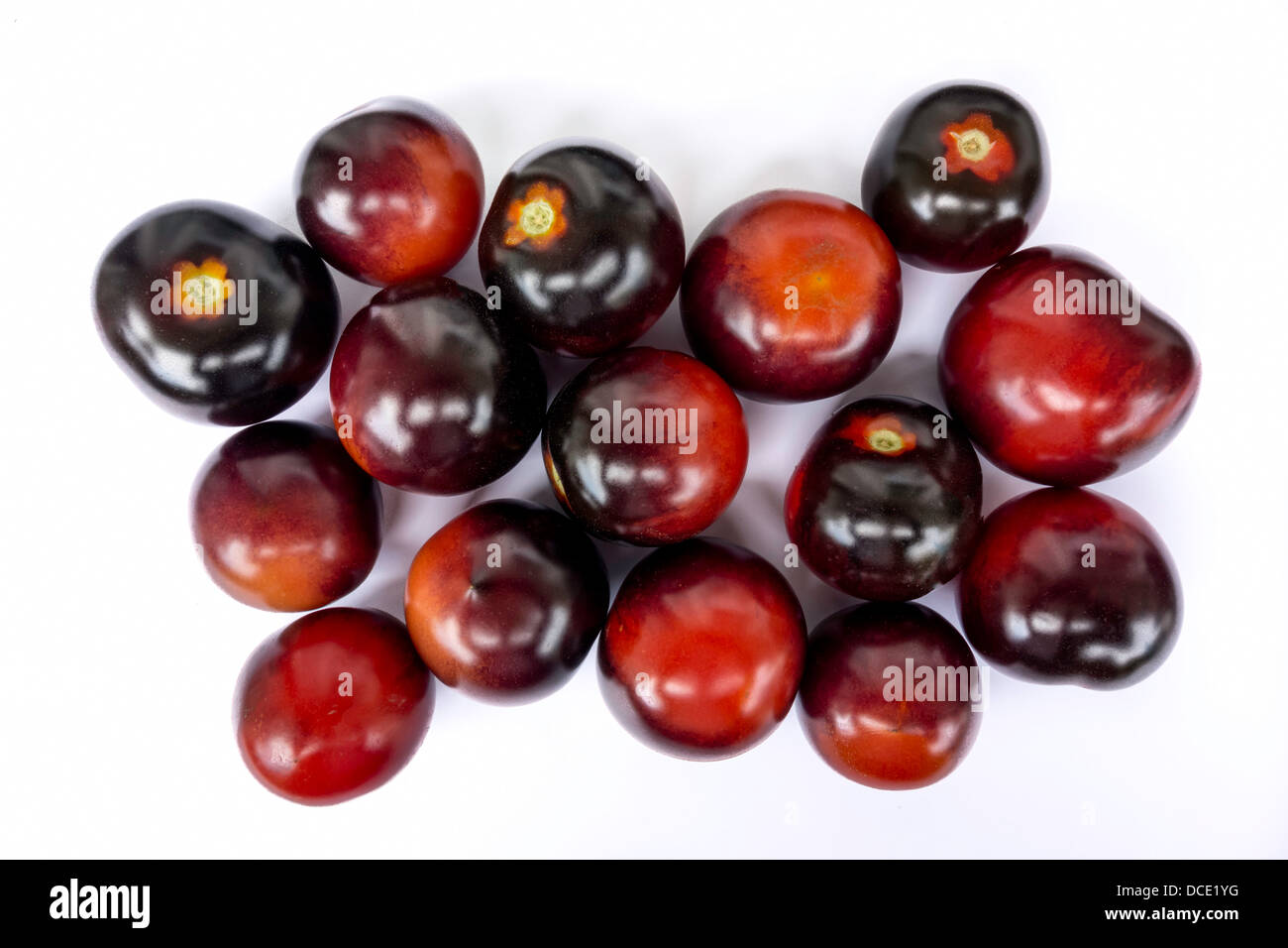 Frische schwarze Tomaten auf weißem Hintergrund dargestellt Stockfoto