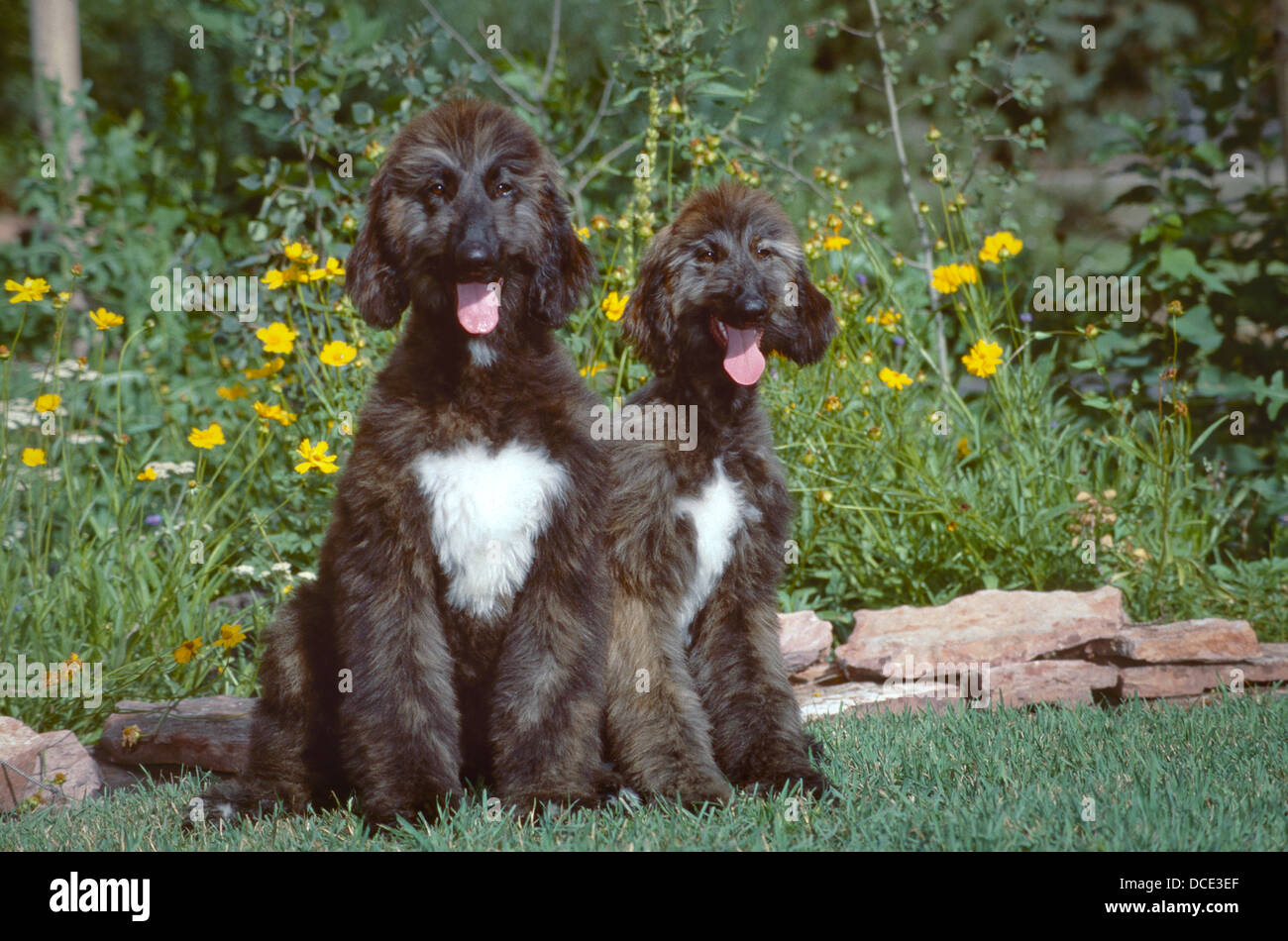Zwei junge Hunde afghanischen zusammensitzen Gras, Blumen hinter Stockfoto