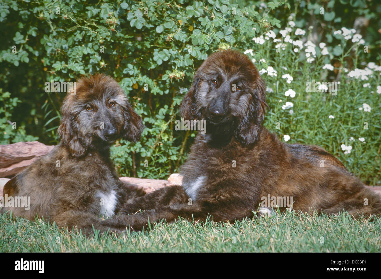 Zwei junge Hunde afghanischen Gras, zusammen liegen einander gegenüber Stockfoto
