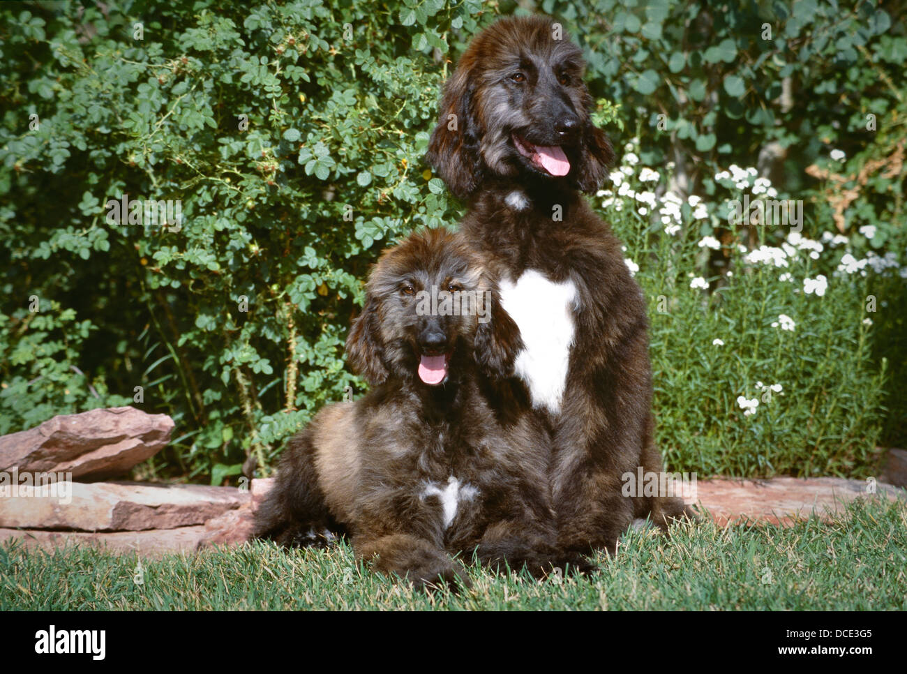 Zwei junge afghanische Windhunde zusammen im Rasen-One sitzen, andere liegend Stockfoto