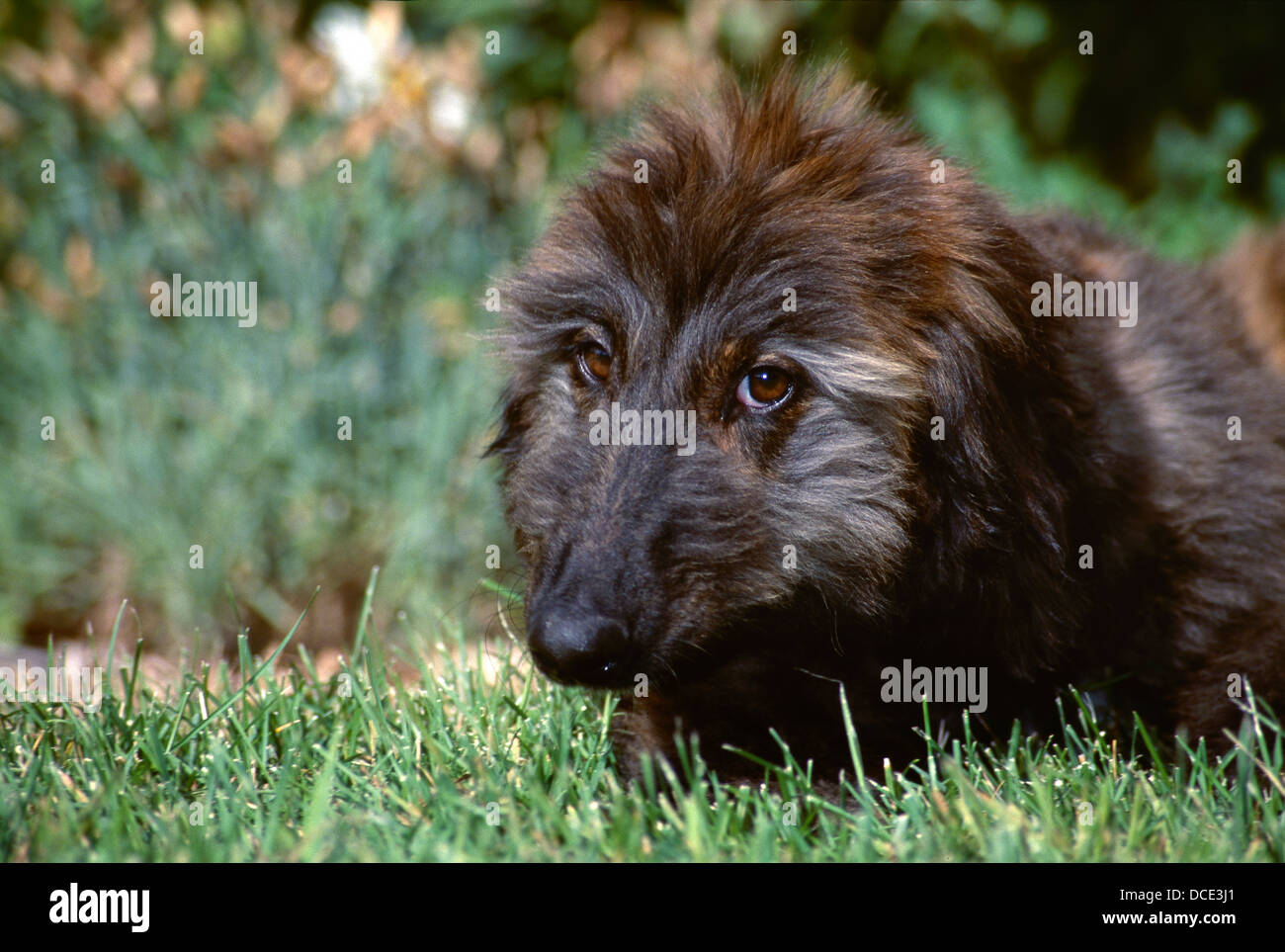 Junge afghanische Windhund-Kopfschuss Stockfoto