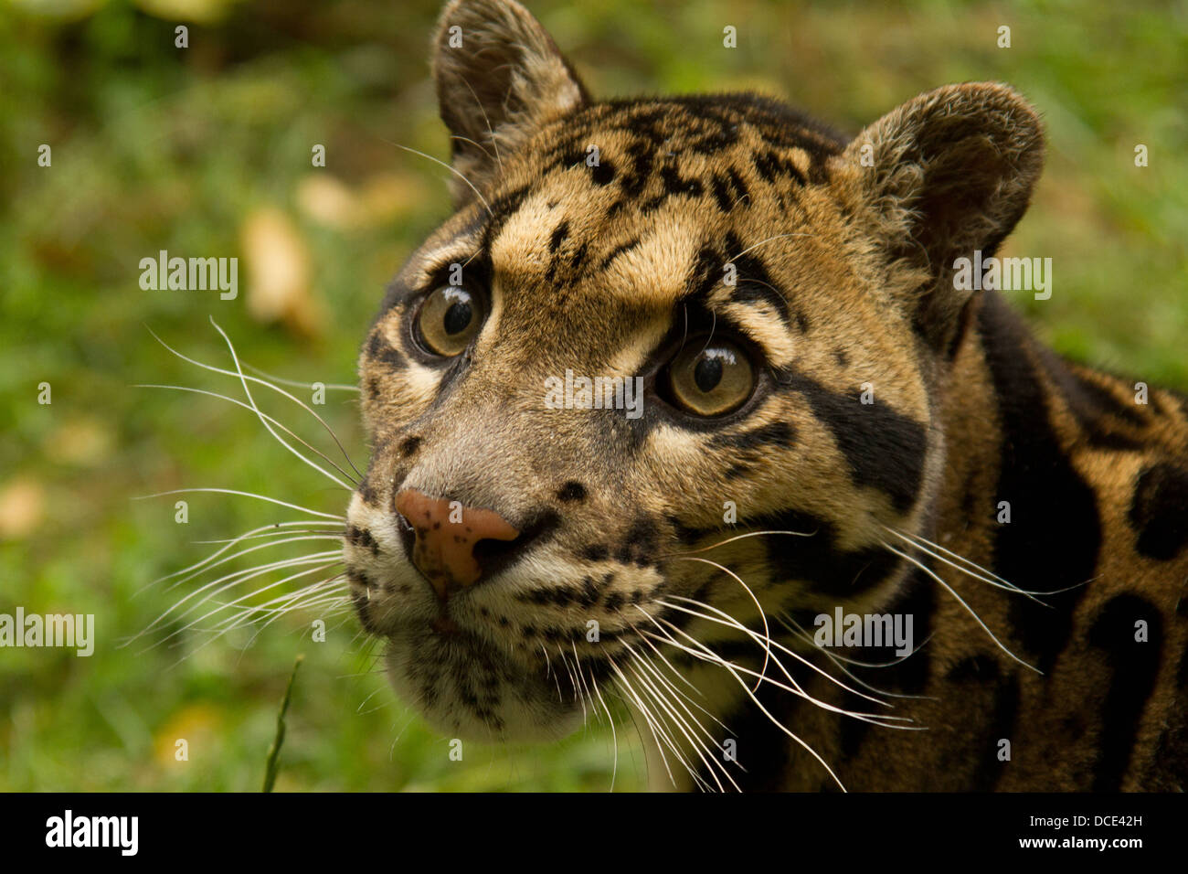 Porträt eines männlichen Leoparden getrübt Stockfoto