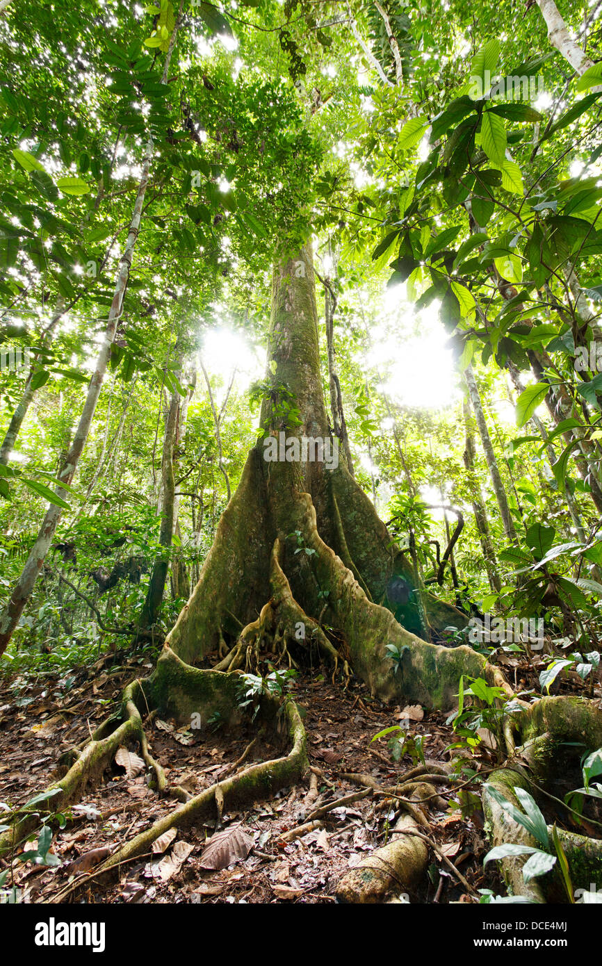 Großer Baum im tropischen Regenwald mit Strebepfeiler Wurzeln, Ecuador Stockfoto
