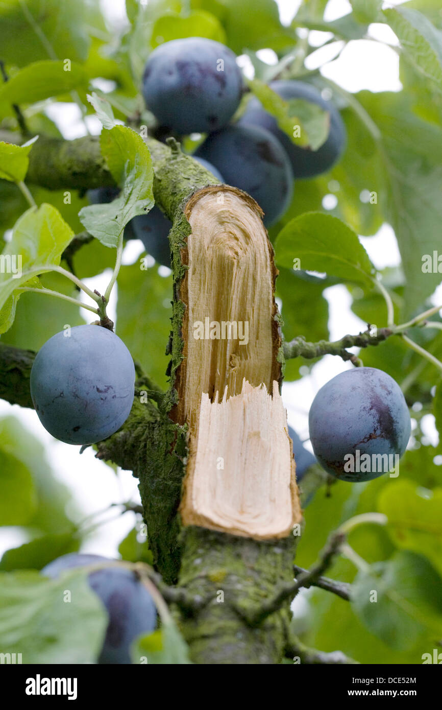Prunus Domestica. Das Gewicht der Pflaumen am Baum hat die Niederlassung beschädigt. Stockfoto