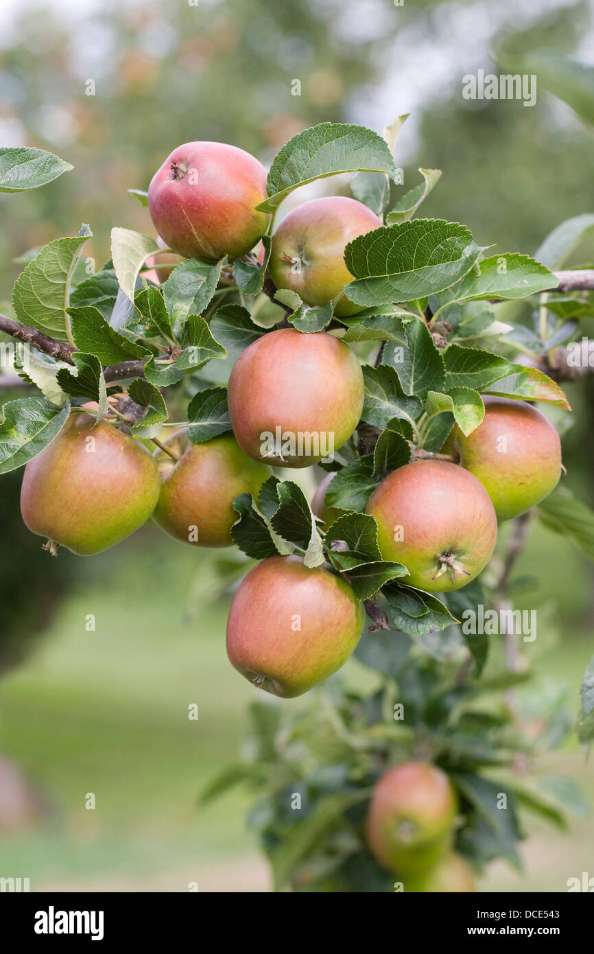 Malus Domestica "Malling Kent". Äpfel wachsen in einem englischen Obstgarten. Stockfoto