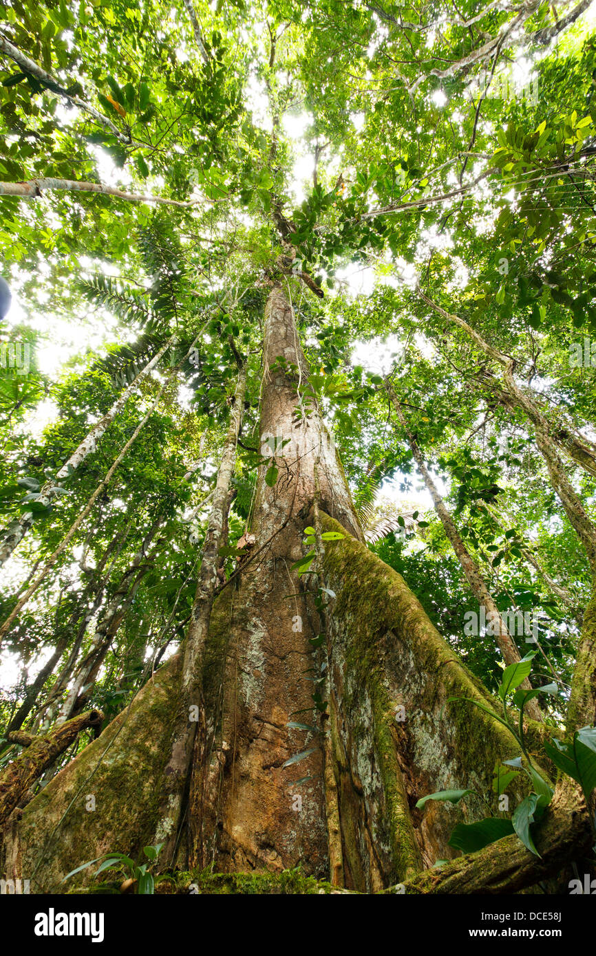 Niedrigen Winkel Ansicht eines Arge-Baums im tropischen Regenwald mit Strebepfeiler Wurzeln, Ecuador Stockfoto