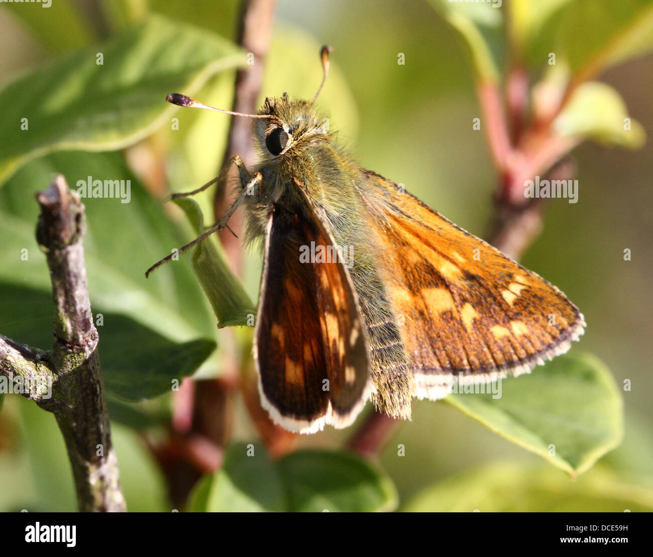 Silber-getupft oder Branded Skipper (Hesperia Komma) in verschiedenen Posen mit Flügel geöffnet und geschlossen, posiert auf einem Blatt (18 Bilder) Stockfoto