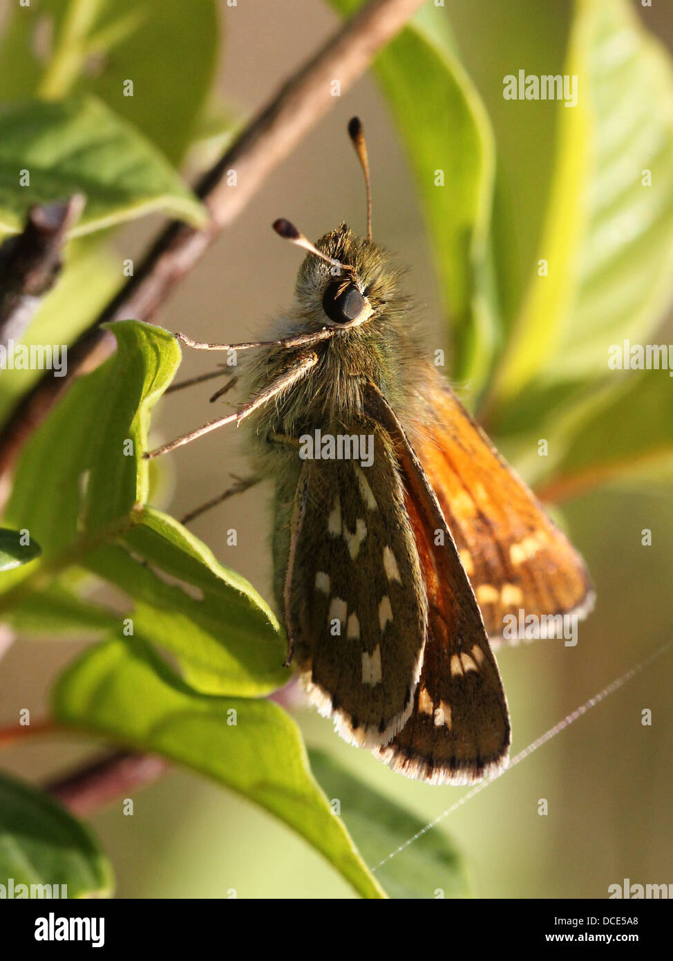 Silber-getupft oder Branded Skipper (Hesperia Komma) in verschiedenen Posen mit Flügel geöffnet und geschlossen, posiert auf einem Blatt (18 Bilder) Stockfoto