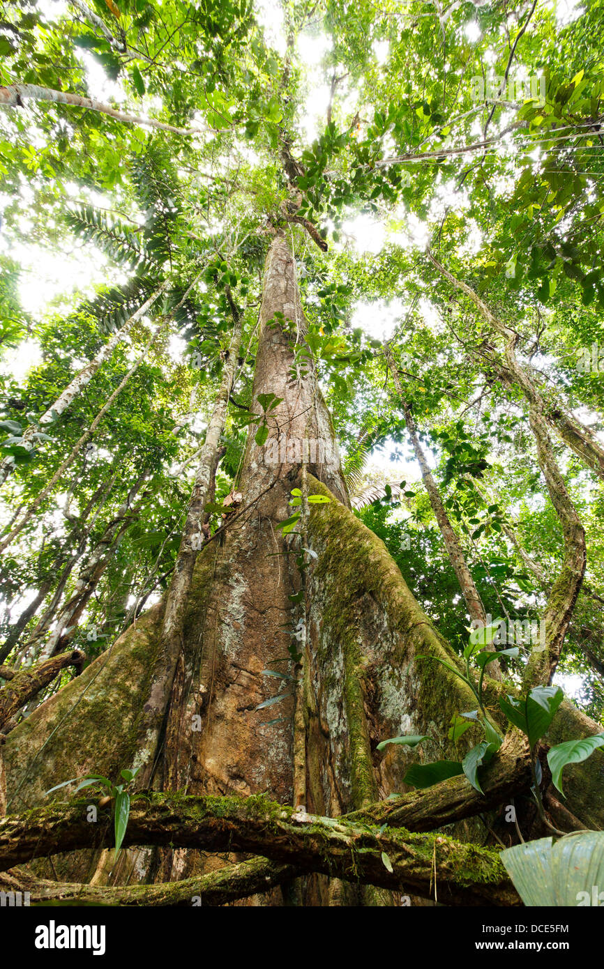 Niedrigen Winkel Ansicht eines großen Baumes im tropischen Regenwald mit Strebepfeiler Wurzeln, Ecuador Stockfoto