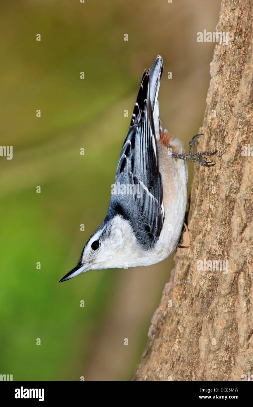 Eine kleine, niedliche Vogel, The White Breasted Kleiber, In A typische Upside-down Kleiber darstellen, Sitta carolinensis Stockfoto