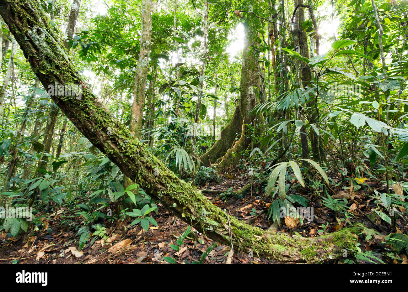 Großen Regenwald Baum mit Wurzeln der Strebepfeiler im ecuadorianischen Amazonasgebiet mit einer Liane im Vordergrund Stockfoto
