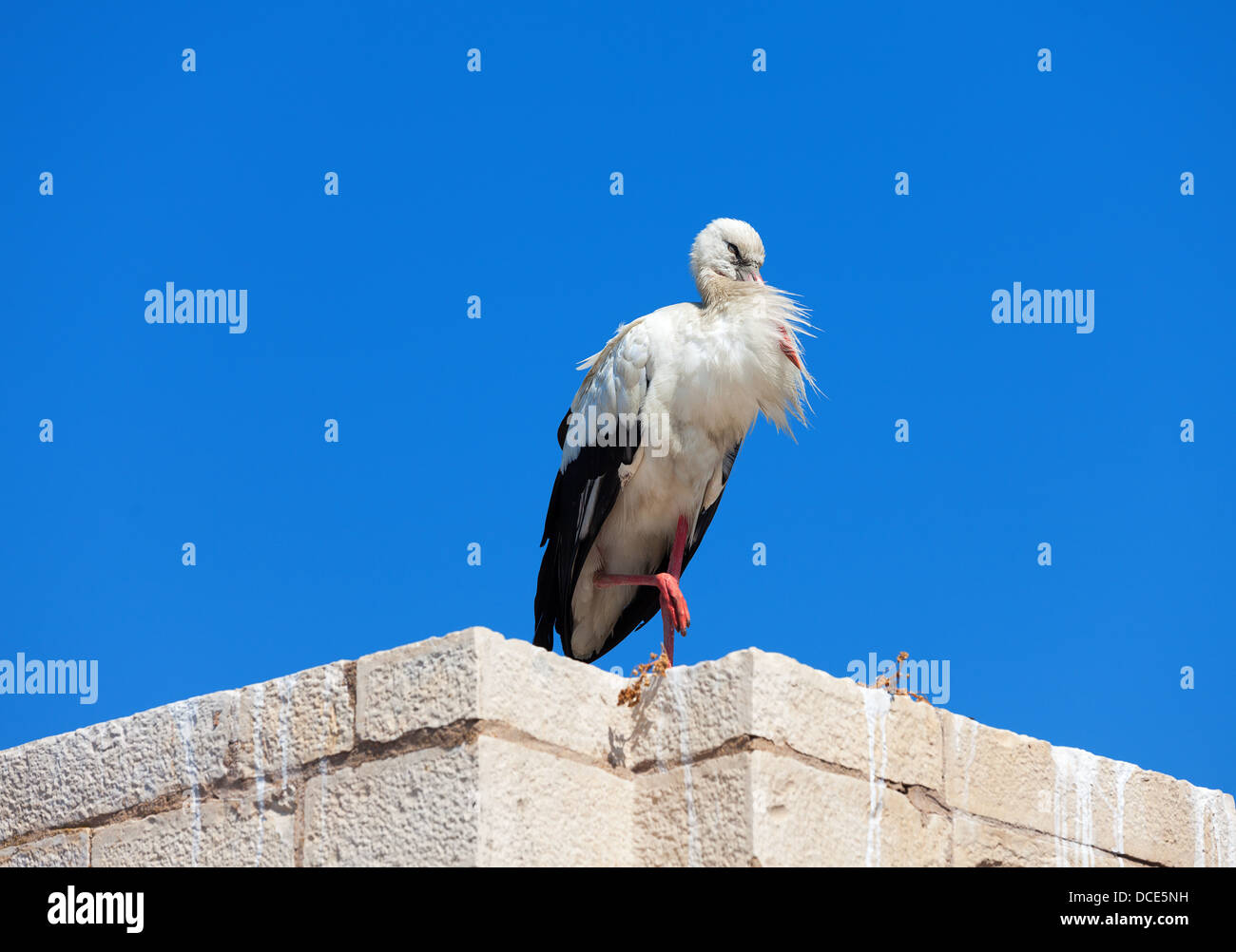 Storch auf der Wand gegen den blauen Himmel Stockfoto
