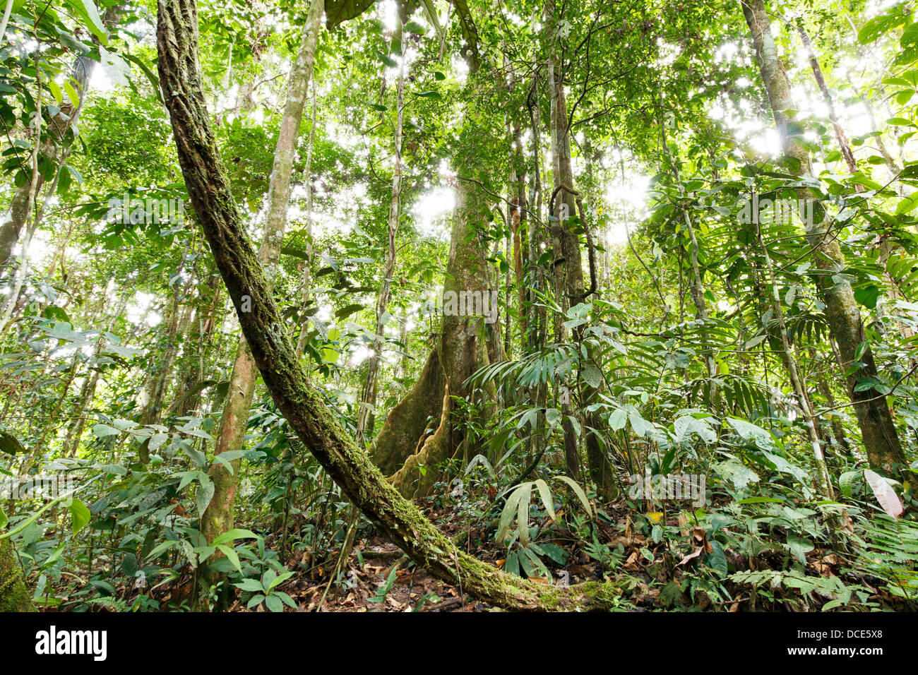 Großen Regenwald Baum mit Wurzeln der Strebepfeiler im ecuadorianischen Amazonasgebiet mit einer Liane im Vordergrund Stockfoto