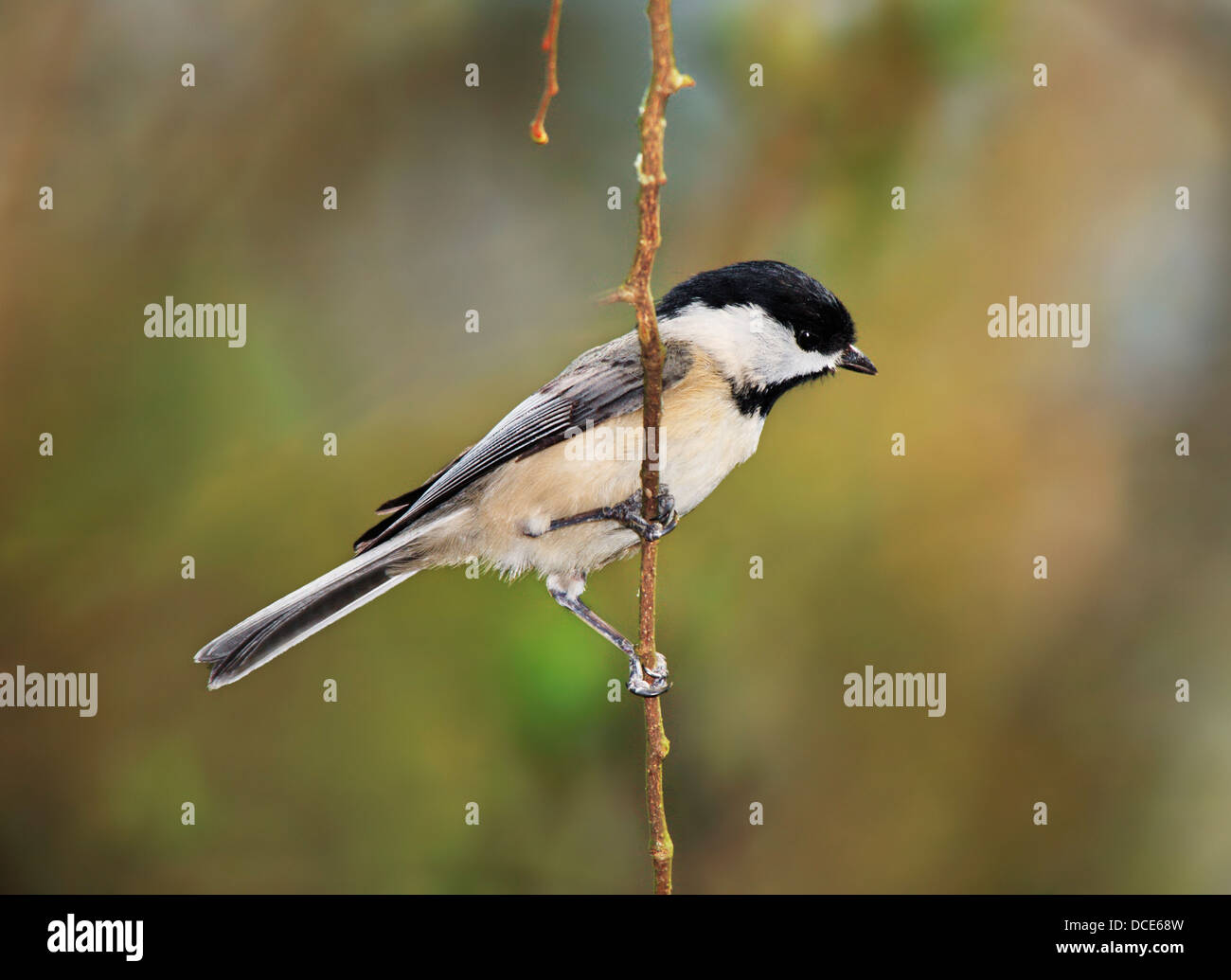 Ein kleiner Vogel, Carolina Chickadee gegen A bunte Feder Hintergrund, Poecile Carolinensis, schön posiert Stockfoto