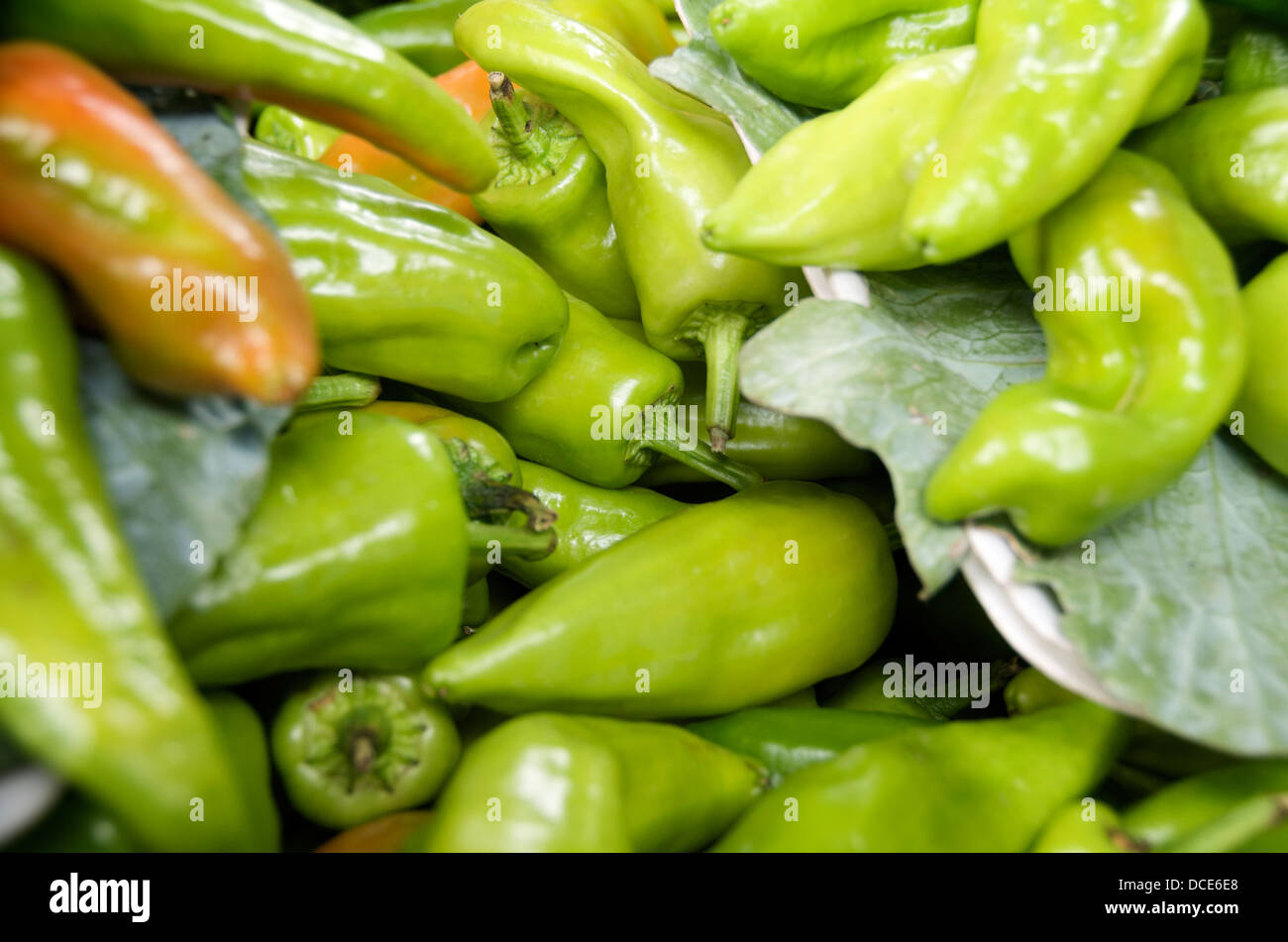 Bild von Chili-Pfeffer-Still-Leben sehr bunt Stockfoto