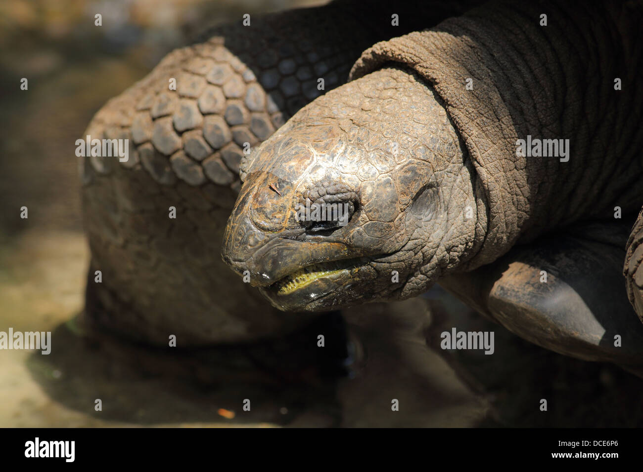 Nahaufnahme von einer riesigen Schildkröte Kopf mit Gesicht nass nach dem Trinken Stockfoto