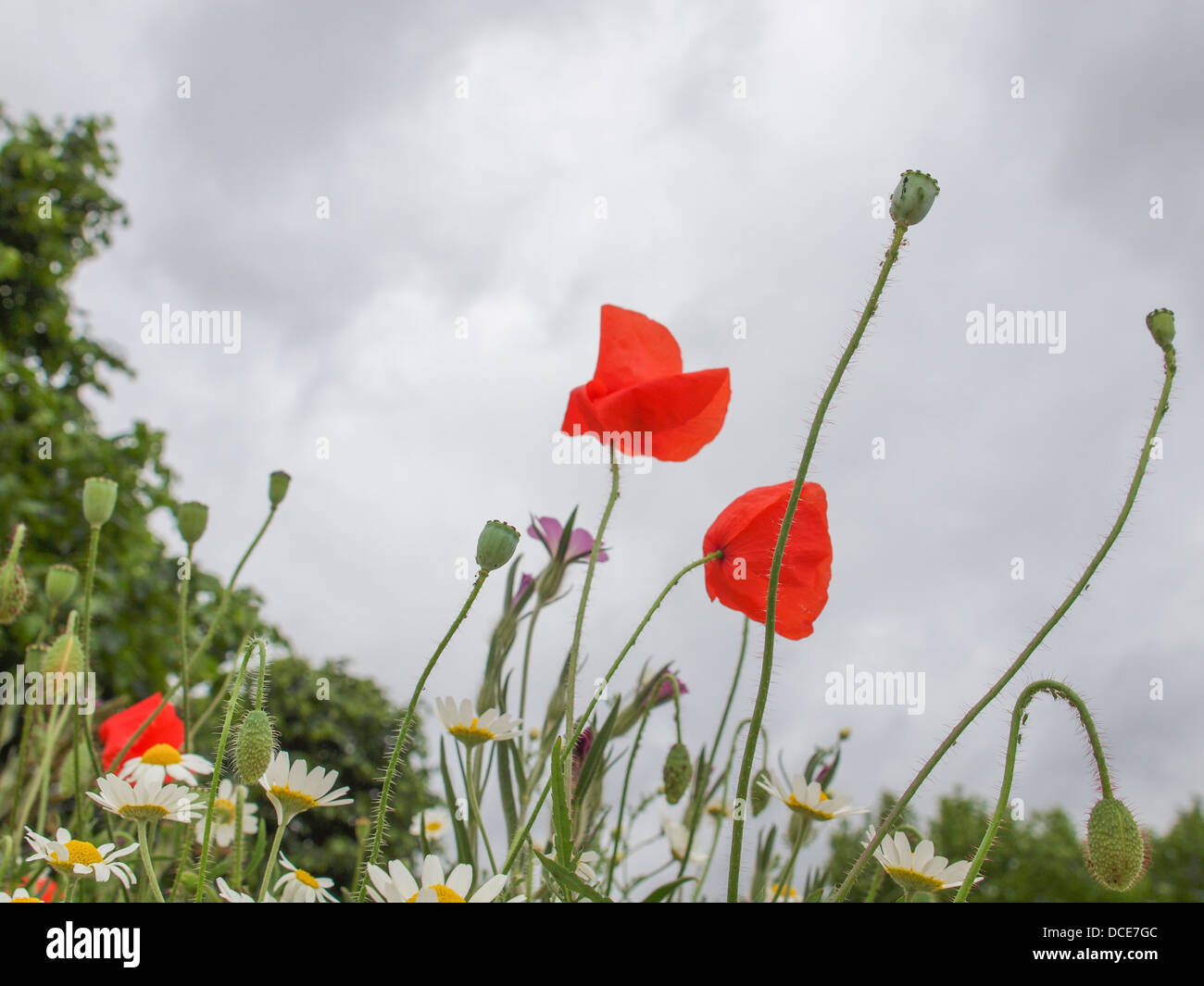 Papaver-Blume-Gattung der Mohn-Familie Papaveraceae Stockfoto