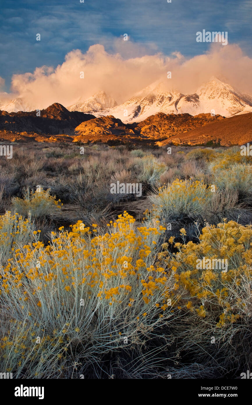 Schneesturm in den Bergen oberhalb von der Buttermilch Region, östliche Sierra, California Stockfoto