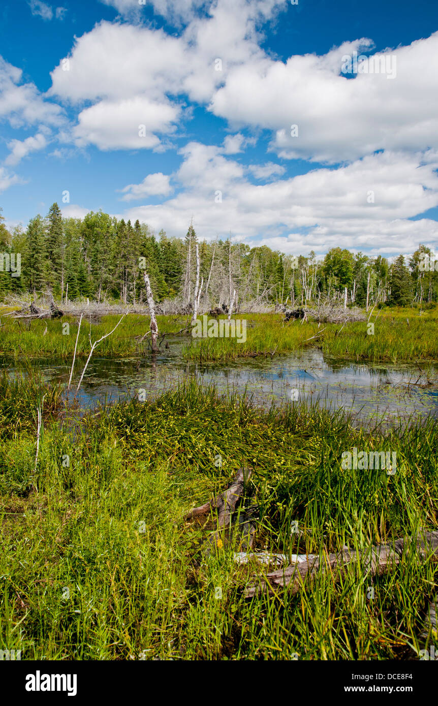 Eine andere Weise Moor in Lake St Peter Provinzpark Stockfoto