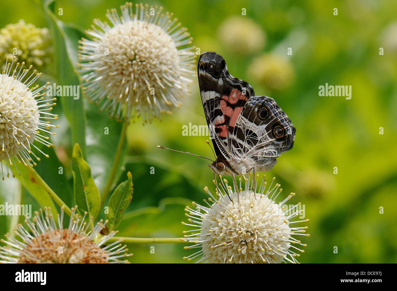 Amerikanische Dame an gemeinsamen buttonbush Stockfoto