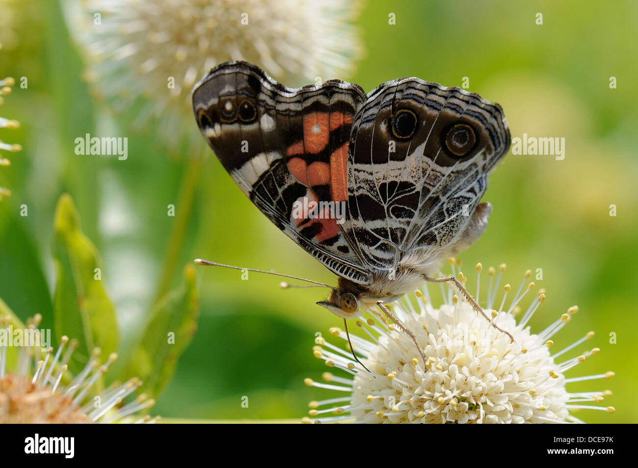 Amerikanische Dame an gemeinsamen buttonbush Stockfoto