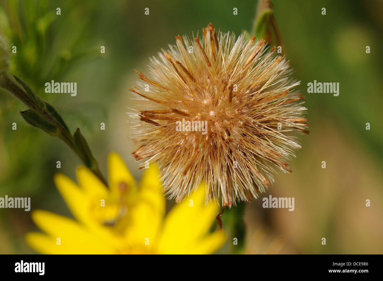 Verschlafene Gänseblümchen-Samen Stockfoto