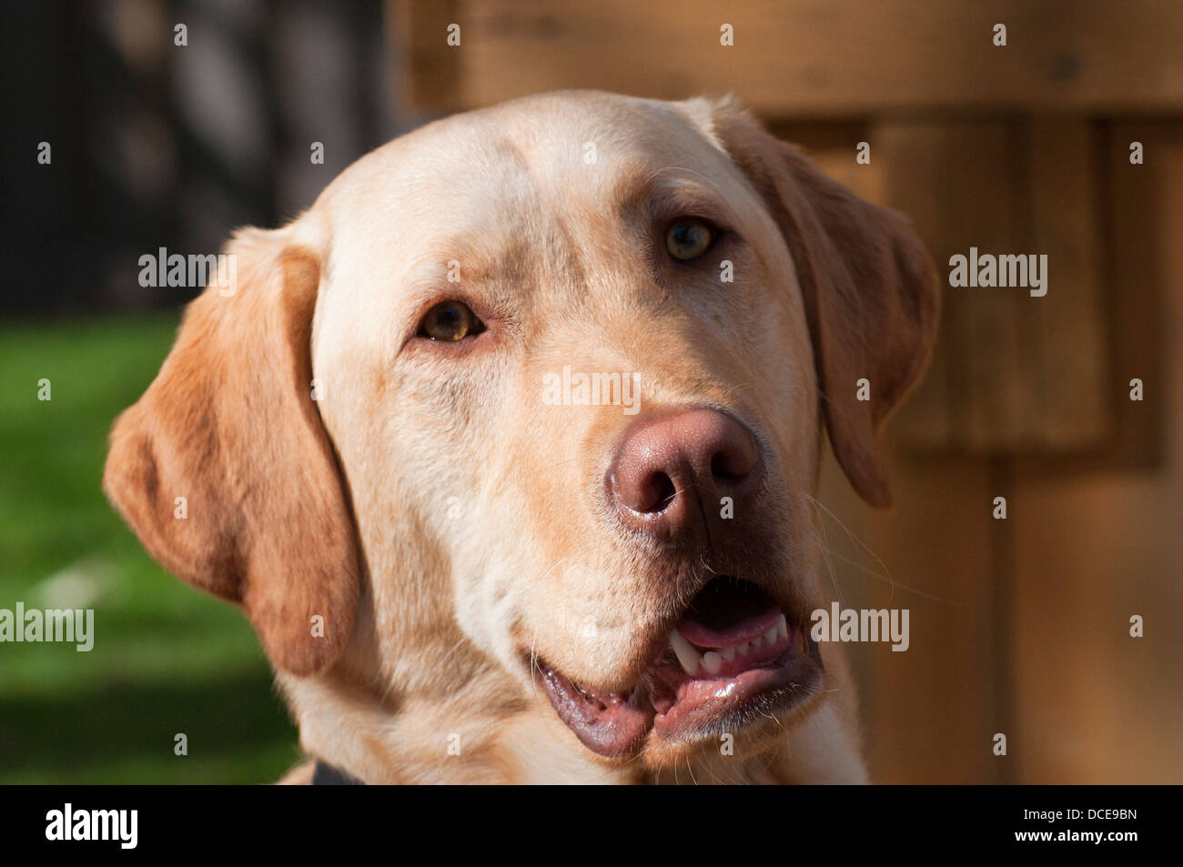 Ein goldener Labrador namens Monty Stockfoto