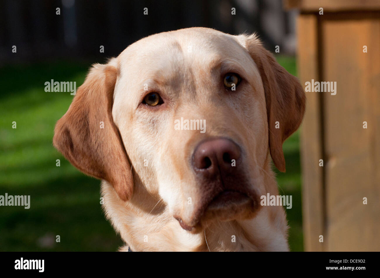 Ein goldener Labrador namens Monty Stockfoto