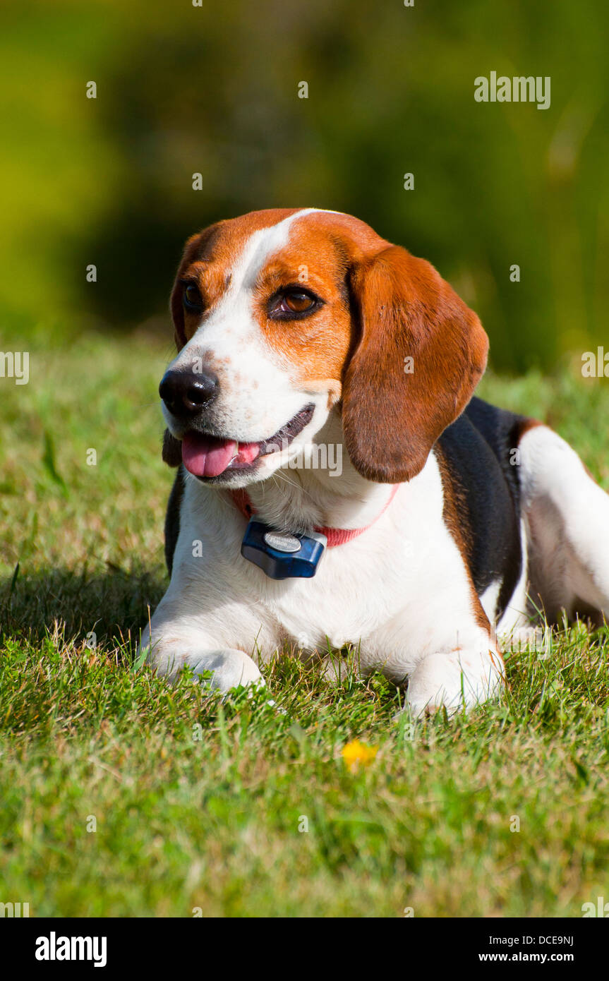 Ein Beagle namens Lana Verlegung in das grüne Gras Stockfoto
